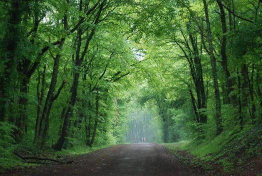 Forêt de Haye - Laxou